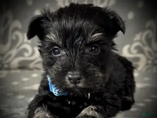 Miniature Schnauzer dogs AKC Avery's Blue Collar Male - Ad 3