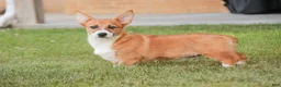 Welsh Corgi Pembroke dogs for sale: Rover - Ad 5