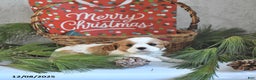 Cavalier King Charles Spaniel dogs for sale: Tinsel - Ad 2