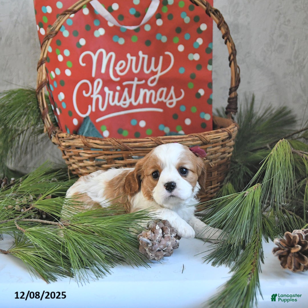 Cavalier King Charles Spaniel dogs for sale: Tinsel - Ad 2