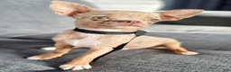 Chihuahua dogs for sale: Merle  - Ad 7