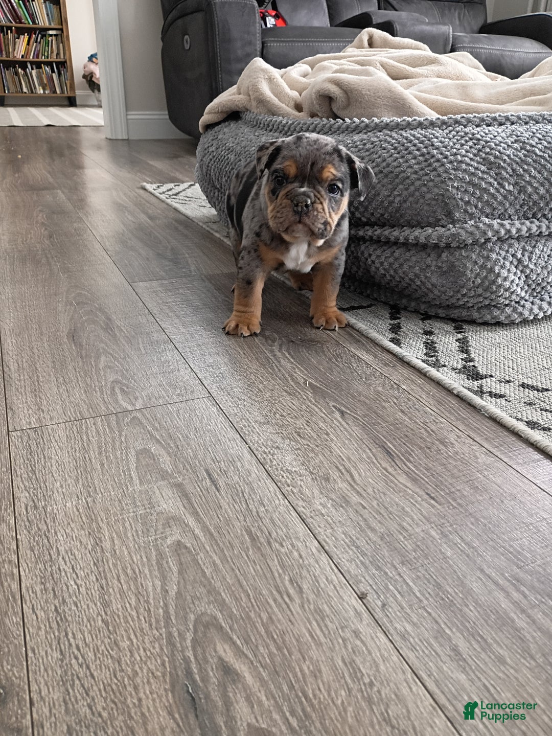 Olde English Bulldogge dogs for sale: Olde English Bulldogge Puppy 1 - Ad 3