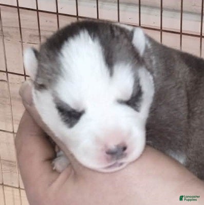 Siberian Husky dogs 4 Arwen - Ad 1