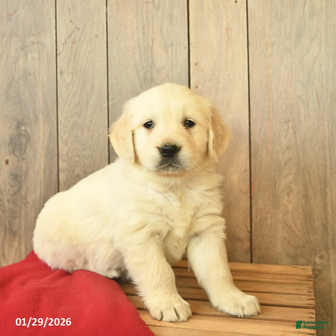 Golden Retriever dogs for sale: Gemma  - Ad 1