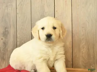 Golden Retriever dogs for sale: Gemma - Ad 3