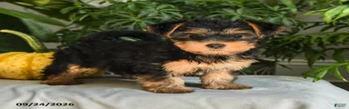 Addie
