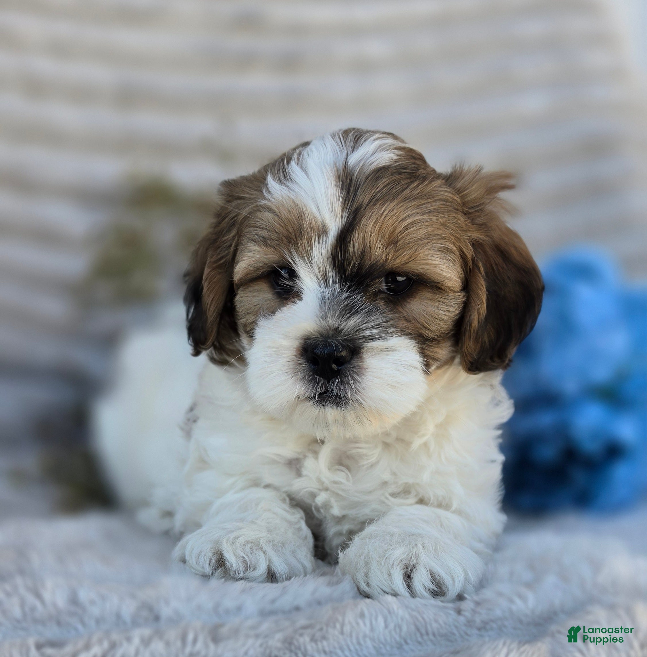 Shihpoo dogs Sparky - Ad 1