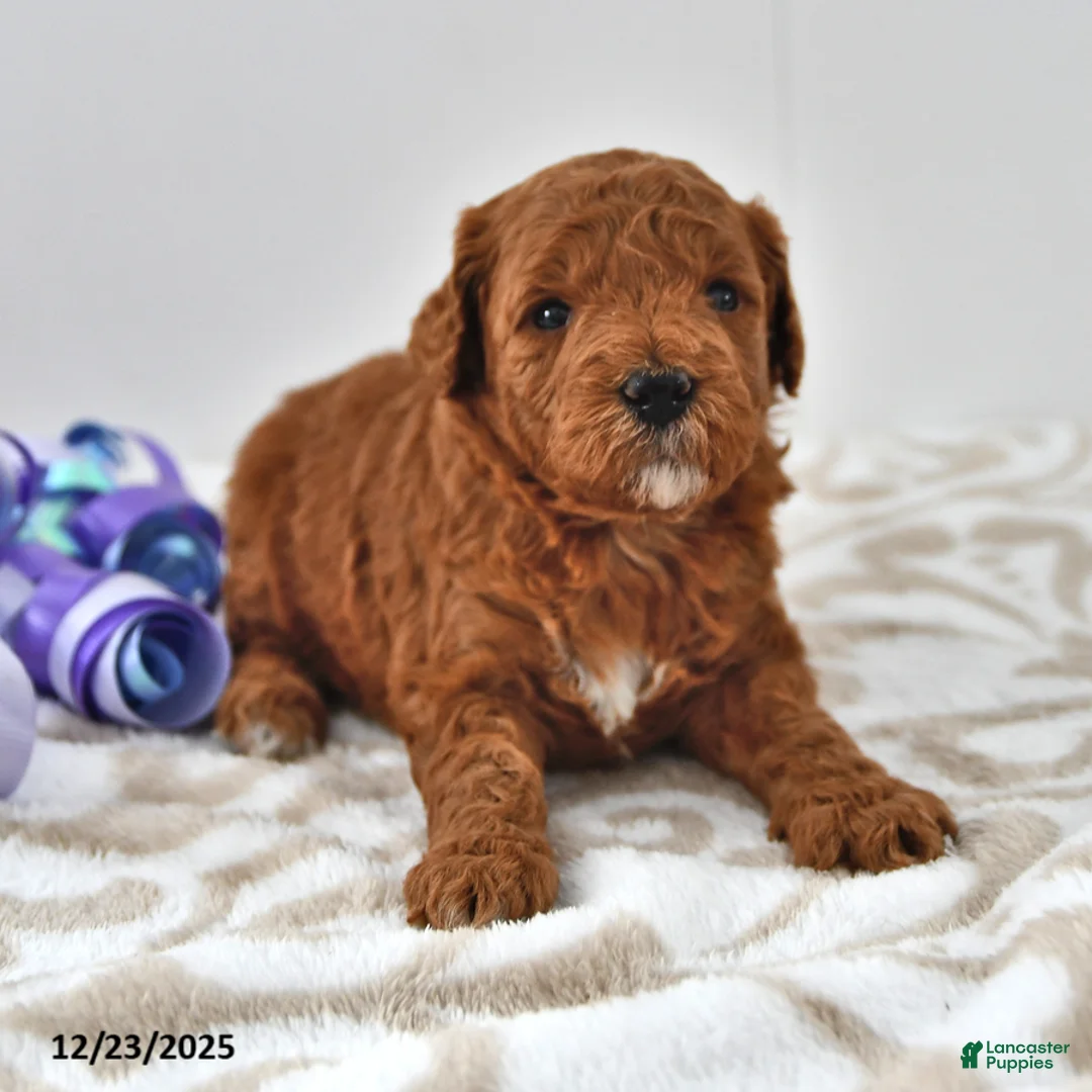 Mini Goldendoodle dogs for sale: Cupcake - Ad 11