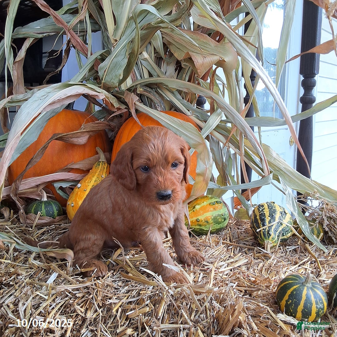Cavapoo dogs for sale: Benji - Ad 1
