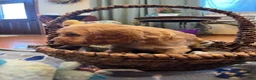 Cockapoo dogs for sale: Buff boy  - Ad 4
