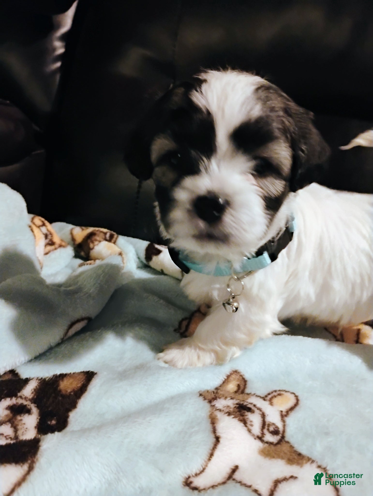 Teddy Bear dogs Teddy Bear Puppy 1 - Ad 38