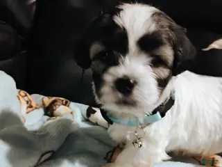 Teddy Bear dogs Teddy Bear Puppy 1 - Ad 39
