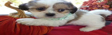 Shih Tzu 5 Pauley