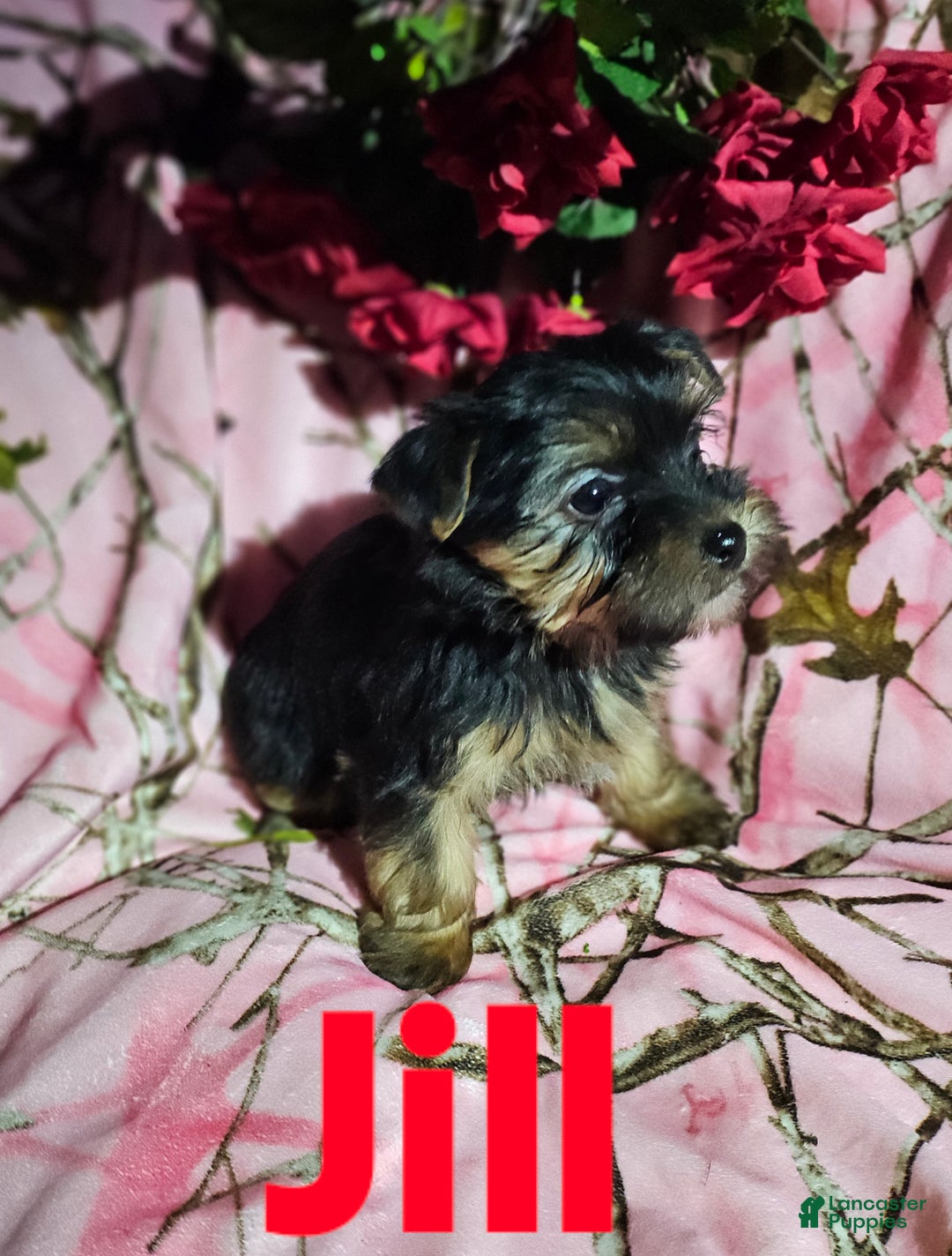 Morkie dogs for sale: Jill - Ad 5