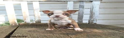 Boston Terrier dogs for sale: Celeste - Ad 3