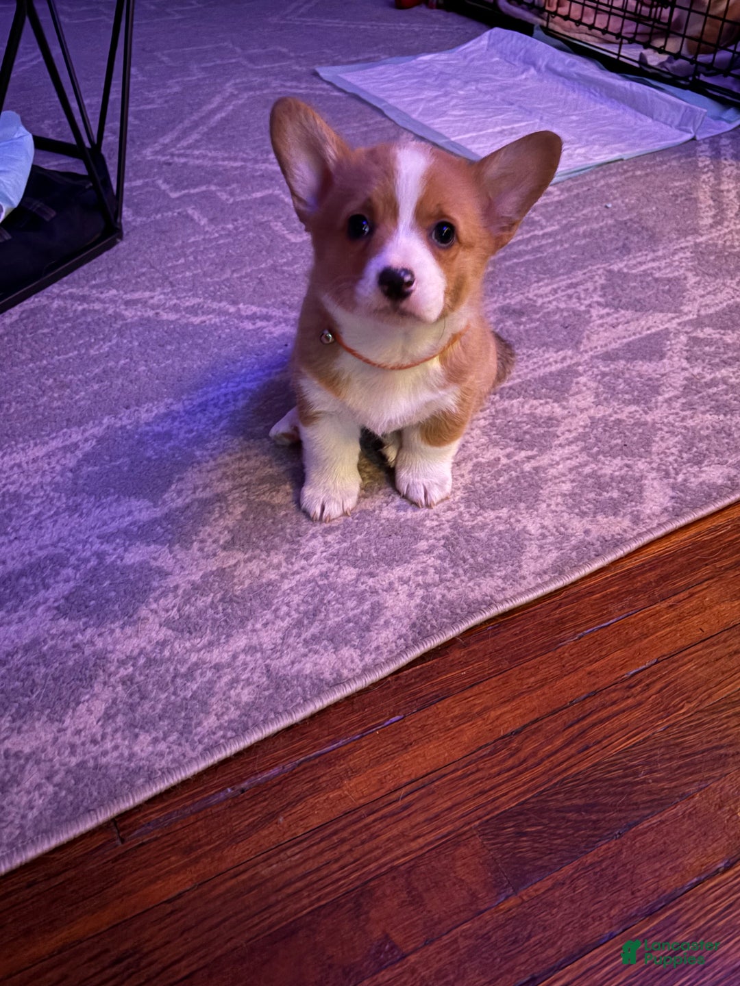 Welsh Corgi Pembroke dogs for sale: Welsh Corgi Pembroke Puppy 1 - Ad 4