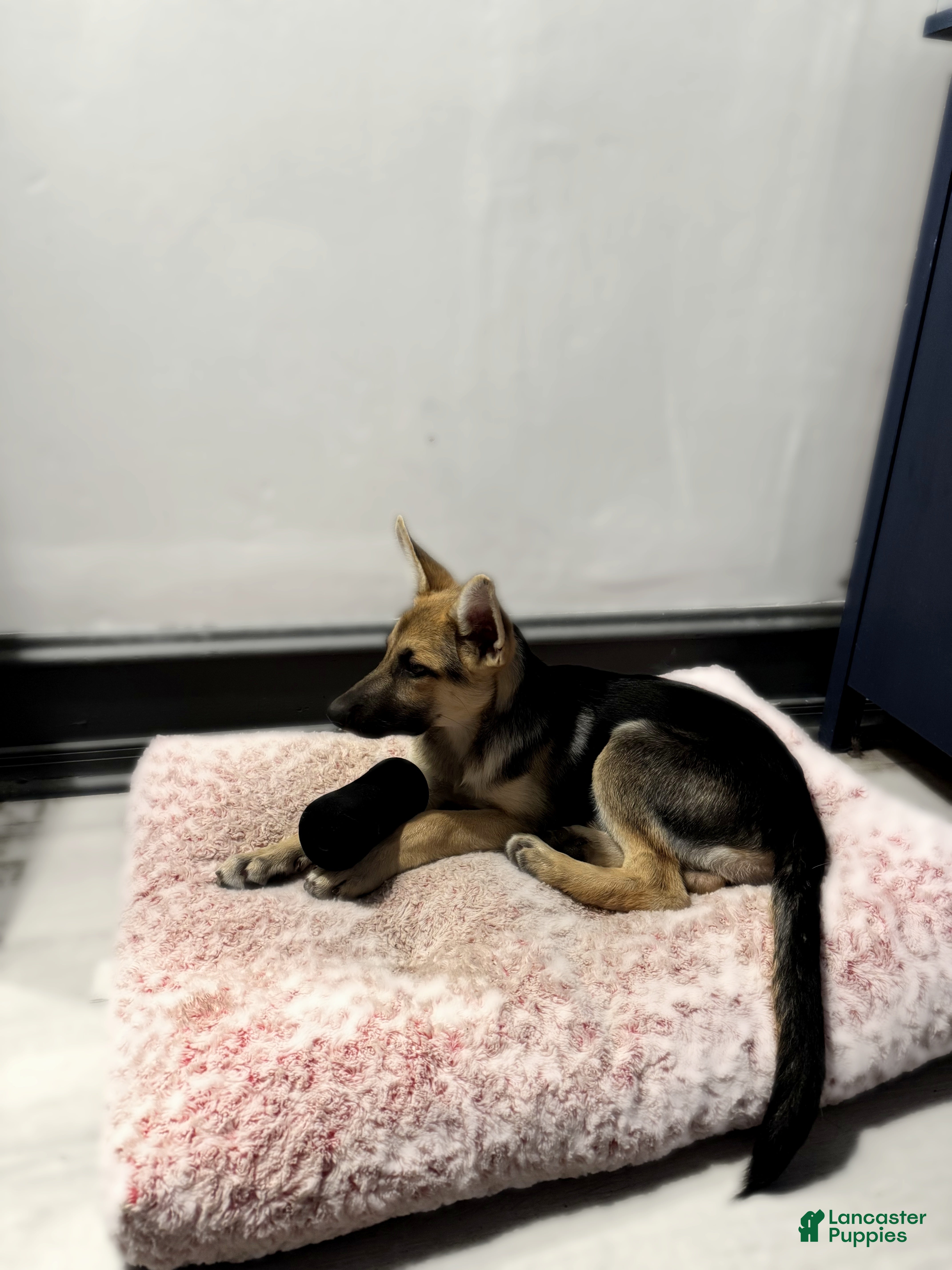 German Shepherd dogs Bonnie  - Ad 2