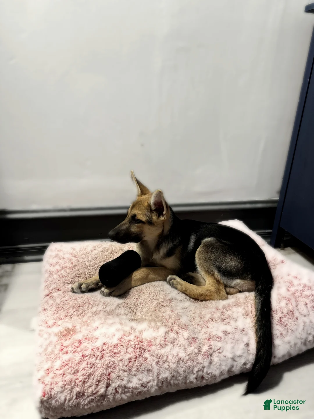 German Shepherd dogs for sale: Bonnie  - Ad 2