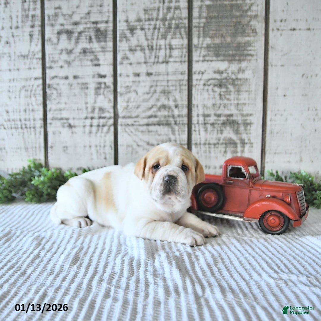 Mini Hippo dogs for sale: Destiny - Ad 2