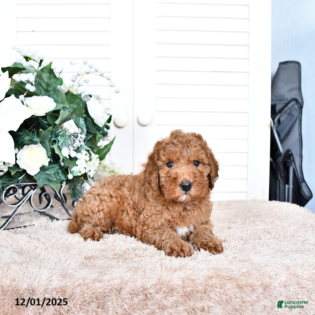 Mini Goldendoodle dogs for sale: Toby - Ad 4