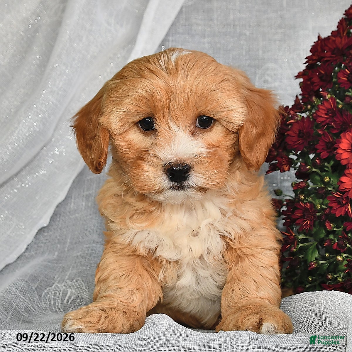 Shihpoo dogs Macy  - Ad 2