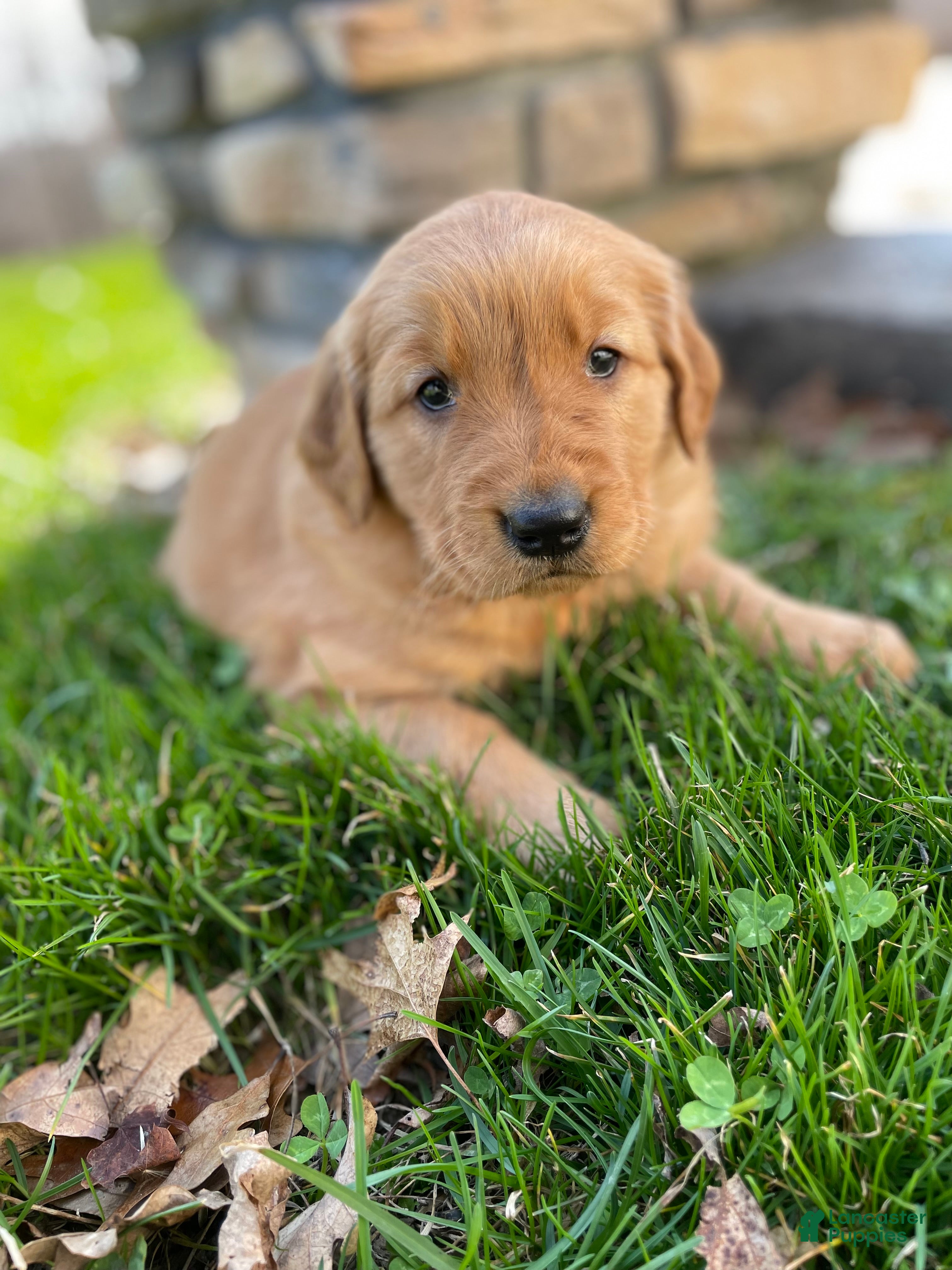 Golden Retriever dogs Angel - Ad 1
