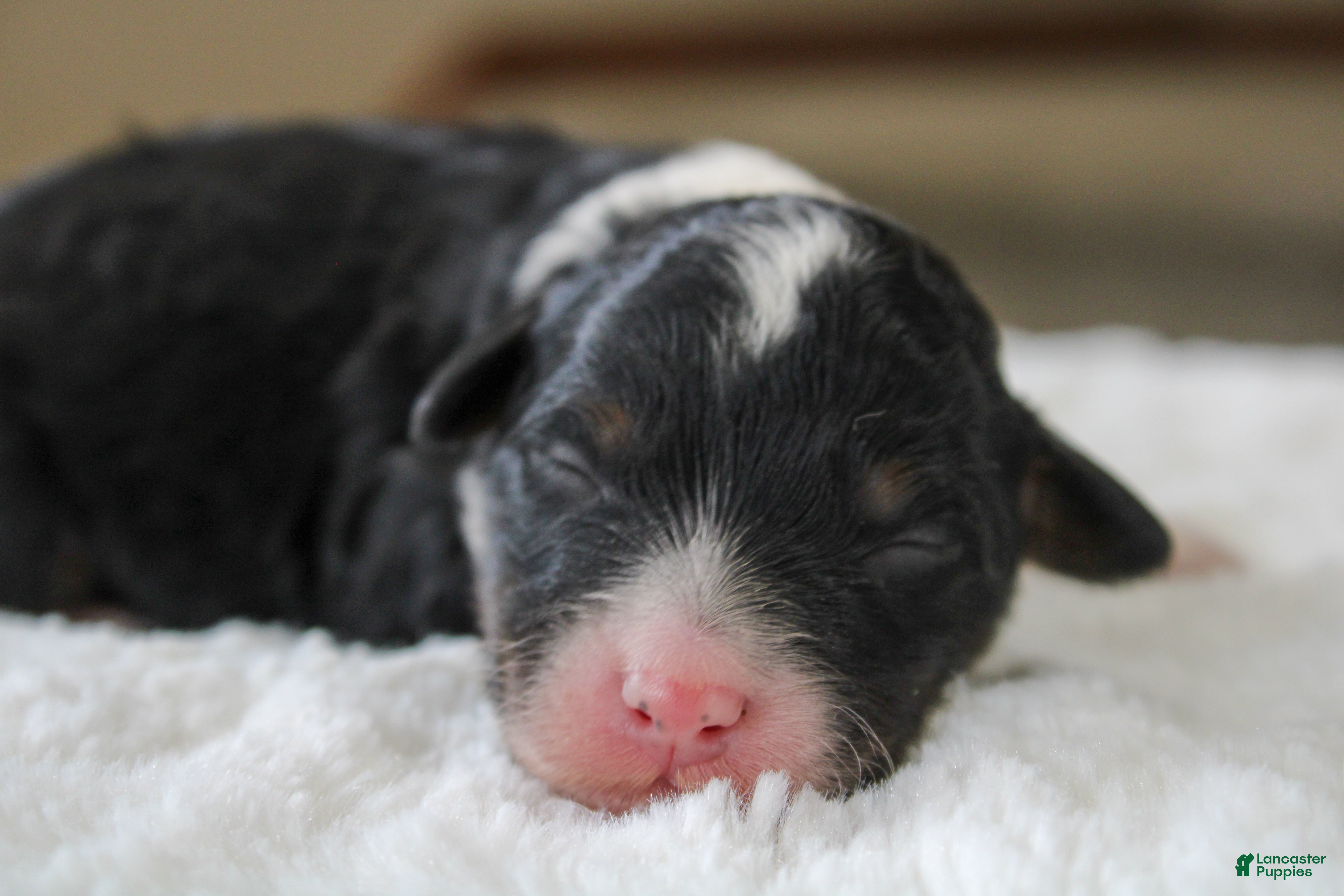 Mini Bernedoodle dogs Rover - Ad 1