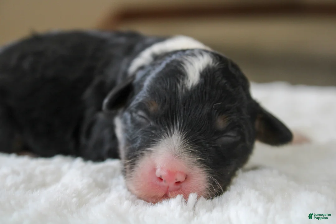 Mini Bernedoodle dogs for sale: Rover - Ad 1