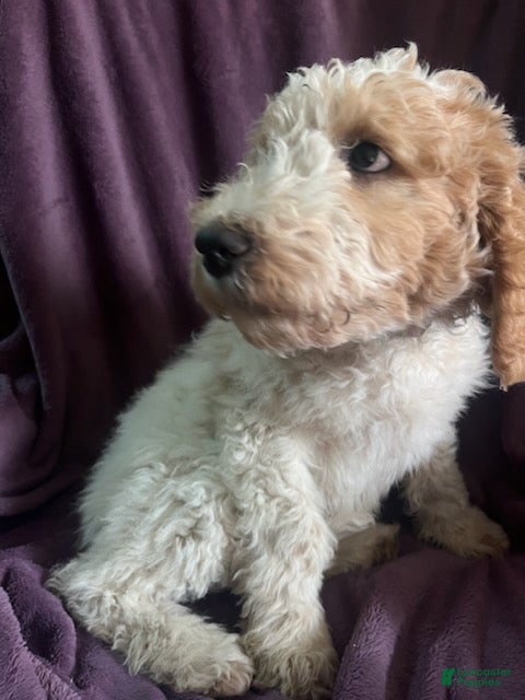 Goldendoodle dogs Rosie - Ad 2