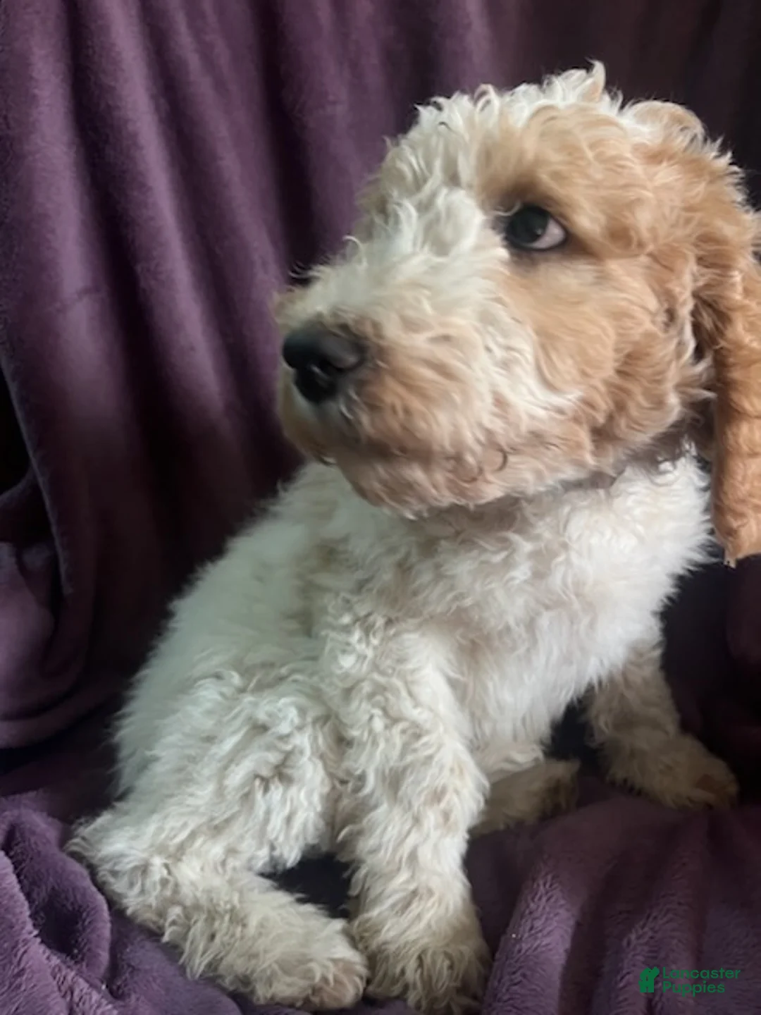 Goldendoodle dogs for sale: Rosie - Ad 2