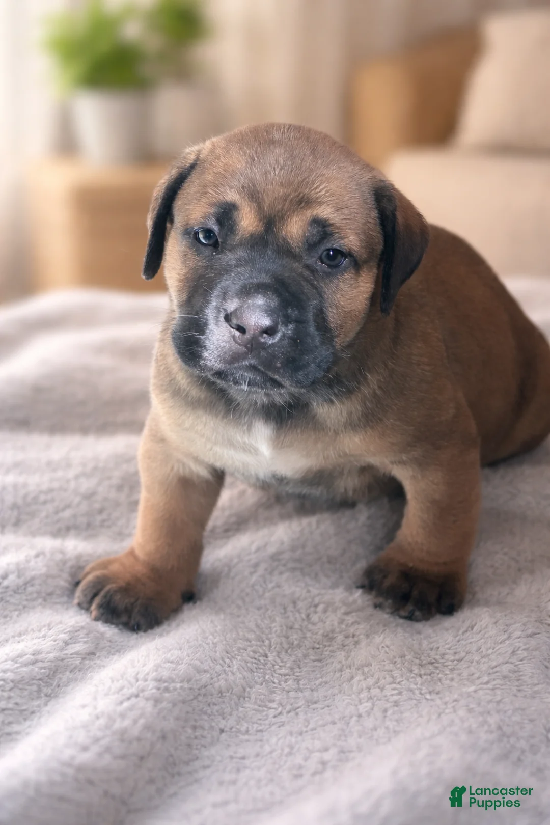 South African Boerboels dogs for sale: LGK ASHUR - Ad 2