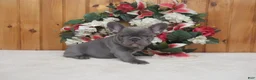 French Bulldog dogs for sale: AKC Stormy - Ad 3