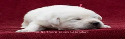 Labrador Retriever dogs for sale: Mason - Ad 3