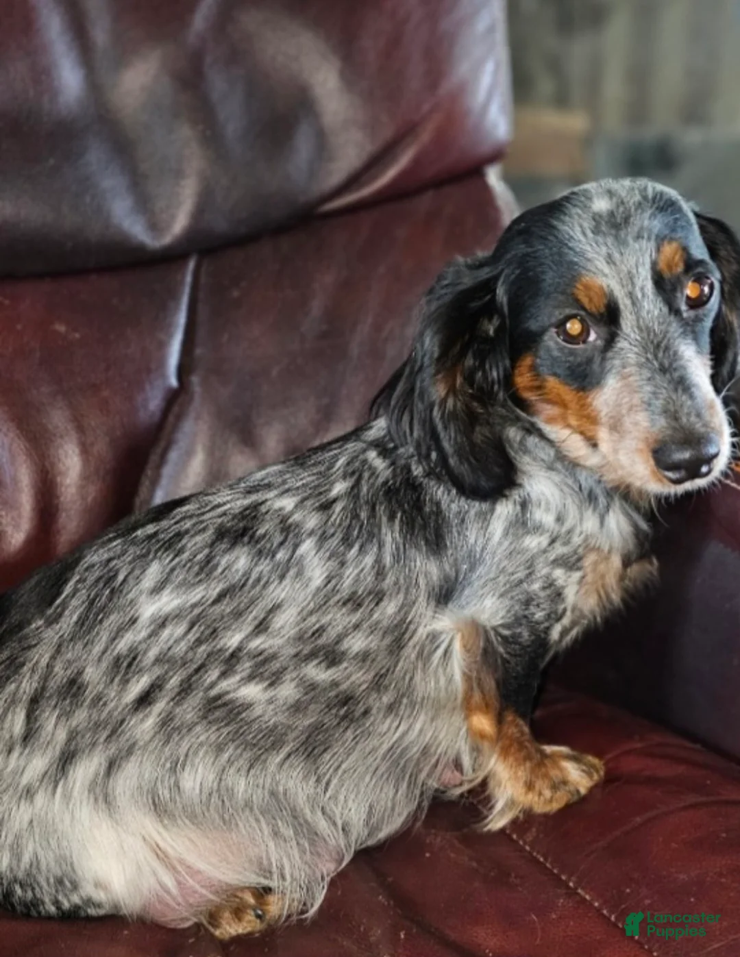 Dachshund dogs for sale: Hollee - mini - Ad 6