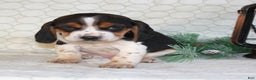 Beagle dogs for sale: Mason - Ad 1