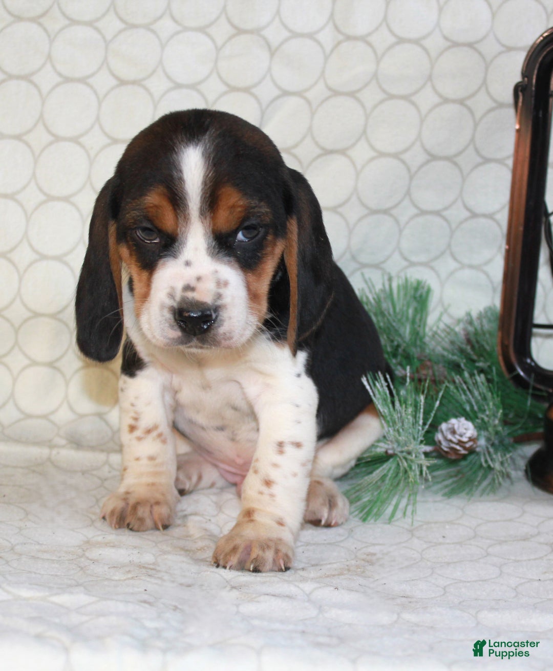 Beagle dogs for sale: Mason - Ad 1
