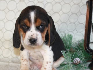 Beagle dogs Mason - Ad 12