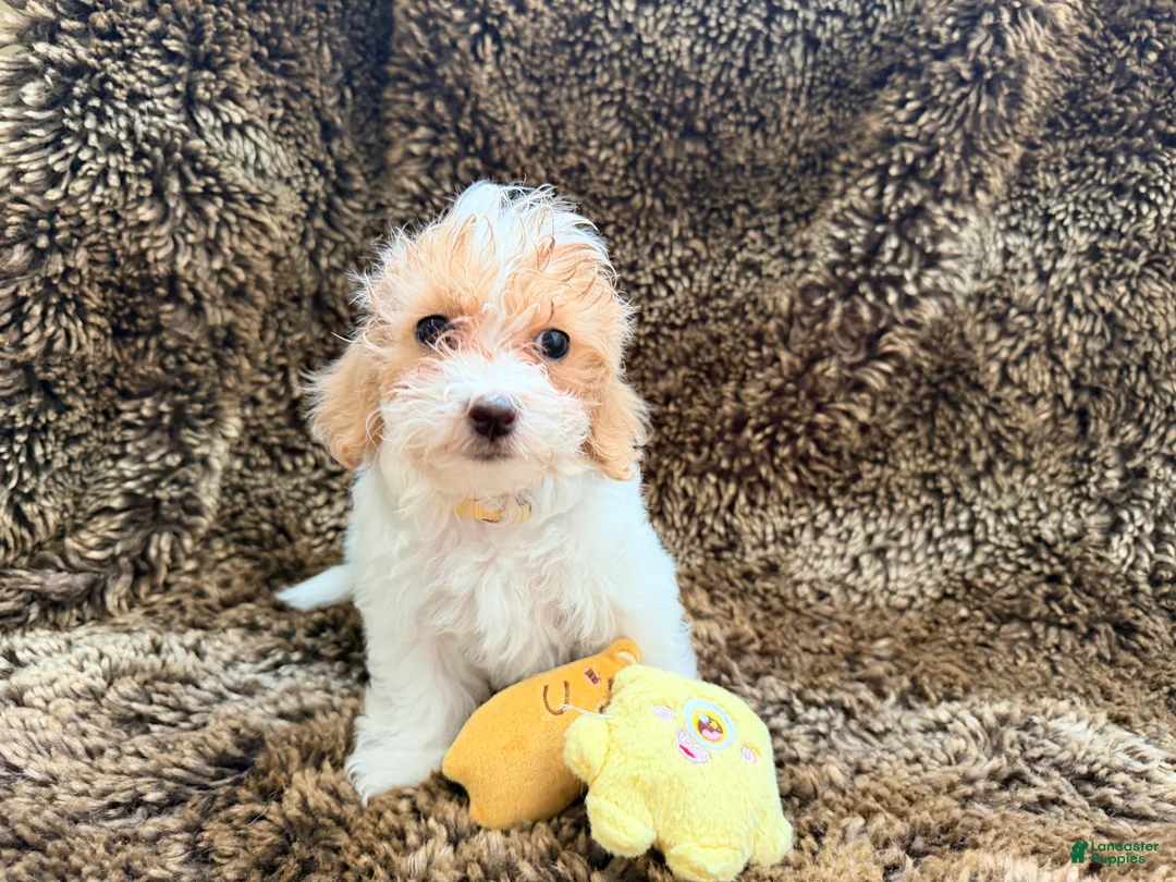 Maltipoo dogs for sale: Yellow - Ad 2