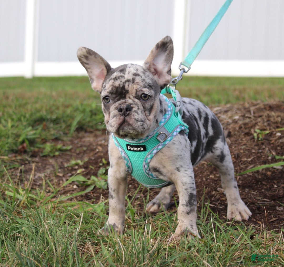 French Bulldog dogs for sale: Mia - Ad 3