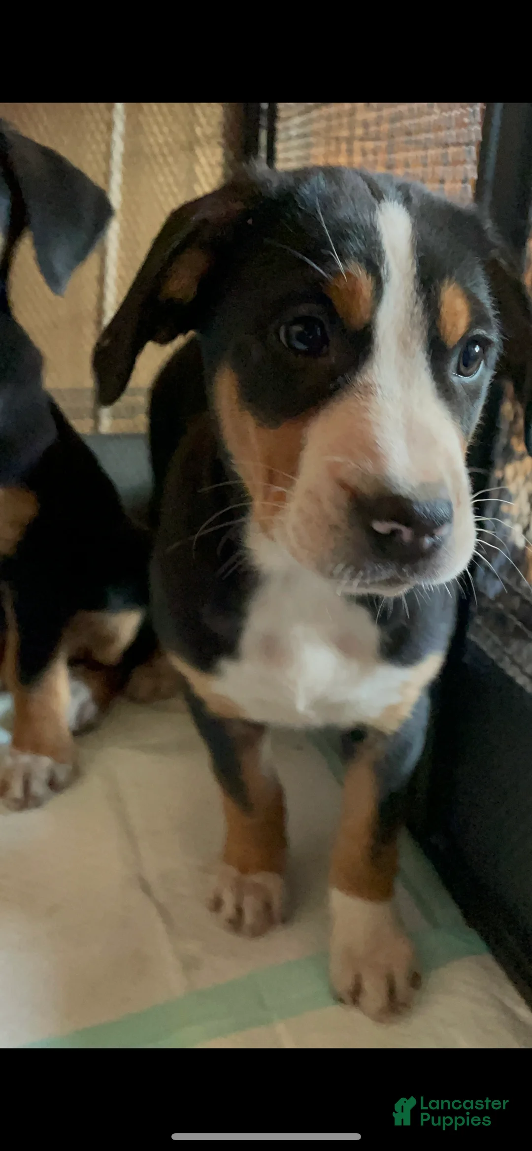 Greater Swiss Mountain Dog dogs for sale: Tess - Ad 2