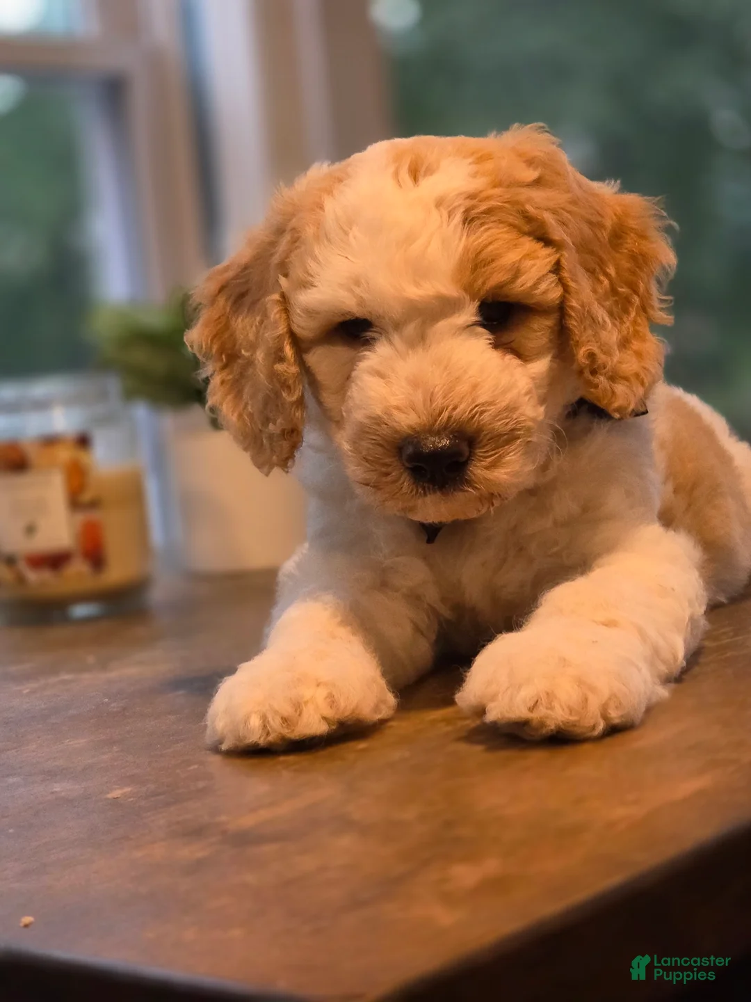 Goldendoodle dogs for sale: Marco  - Ad 2