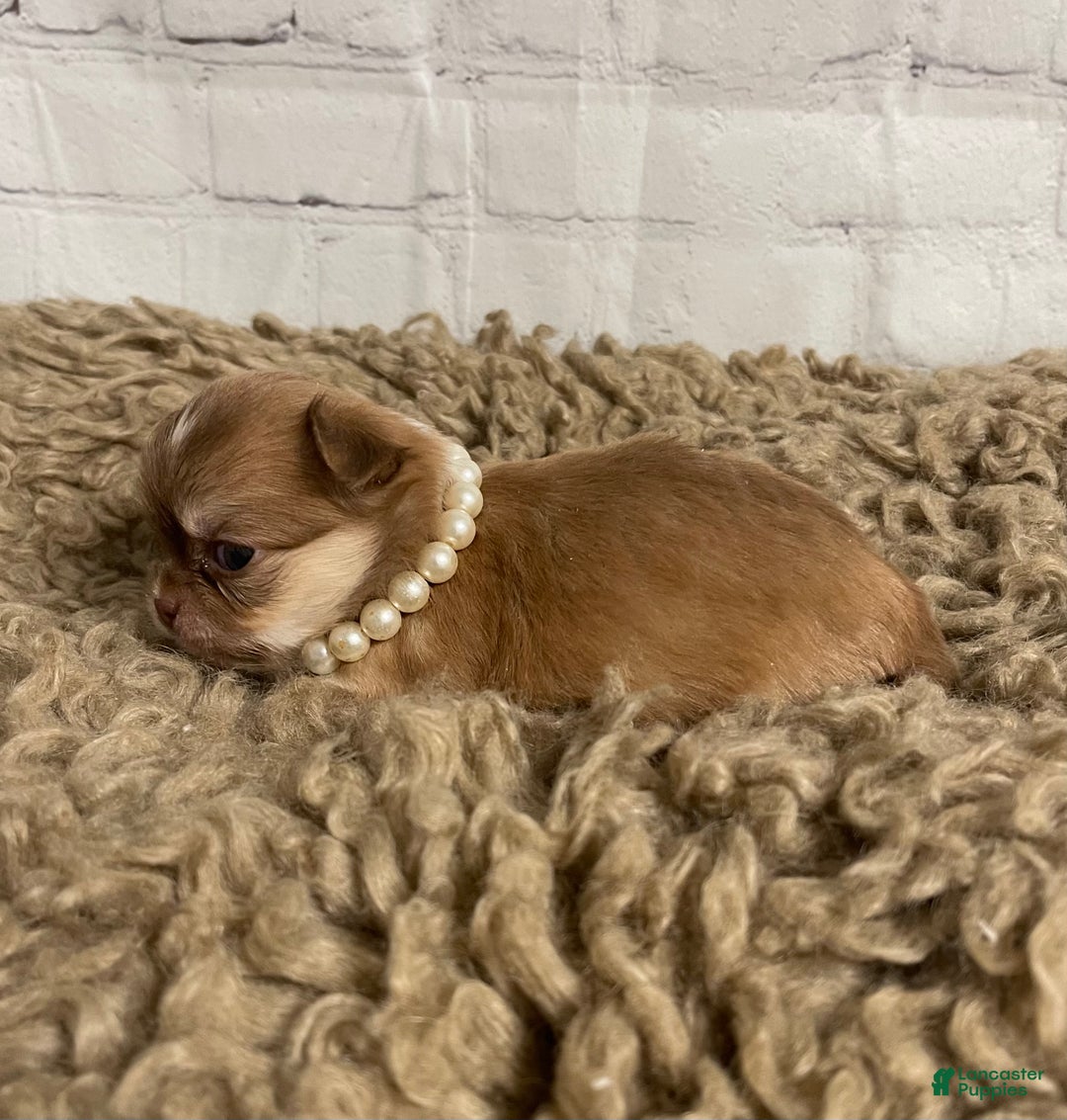Chihuahua dogs for sale: Chihuahua Puppy 1 - Ad 5