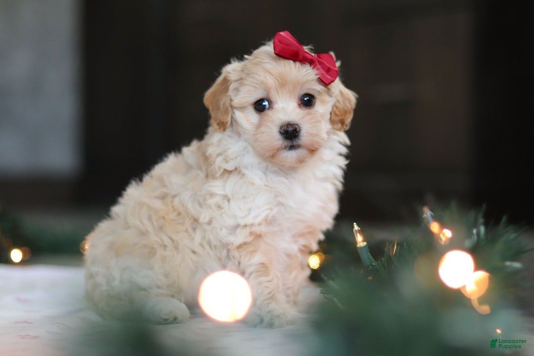 Havapoo dogs for sale: Sage - Ad 3