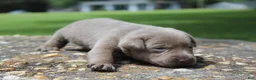 Labrador Retriever dogs for sale: Brody - Ad 3