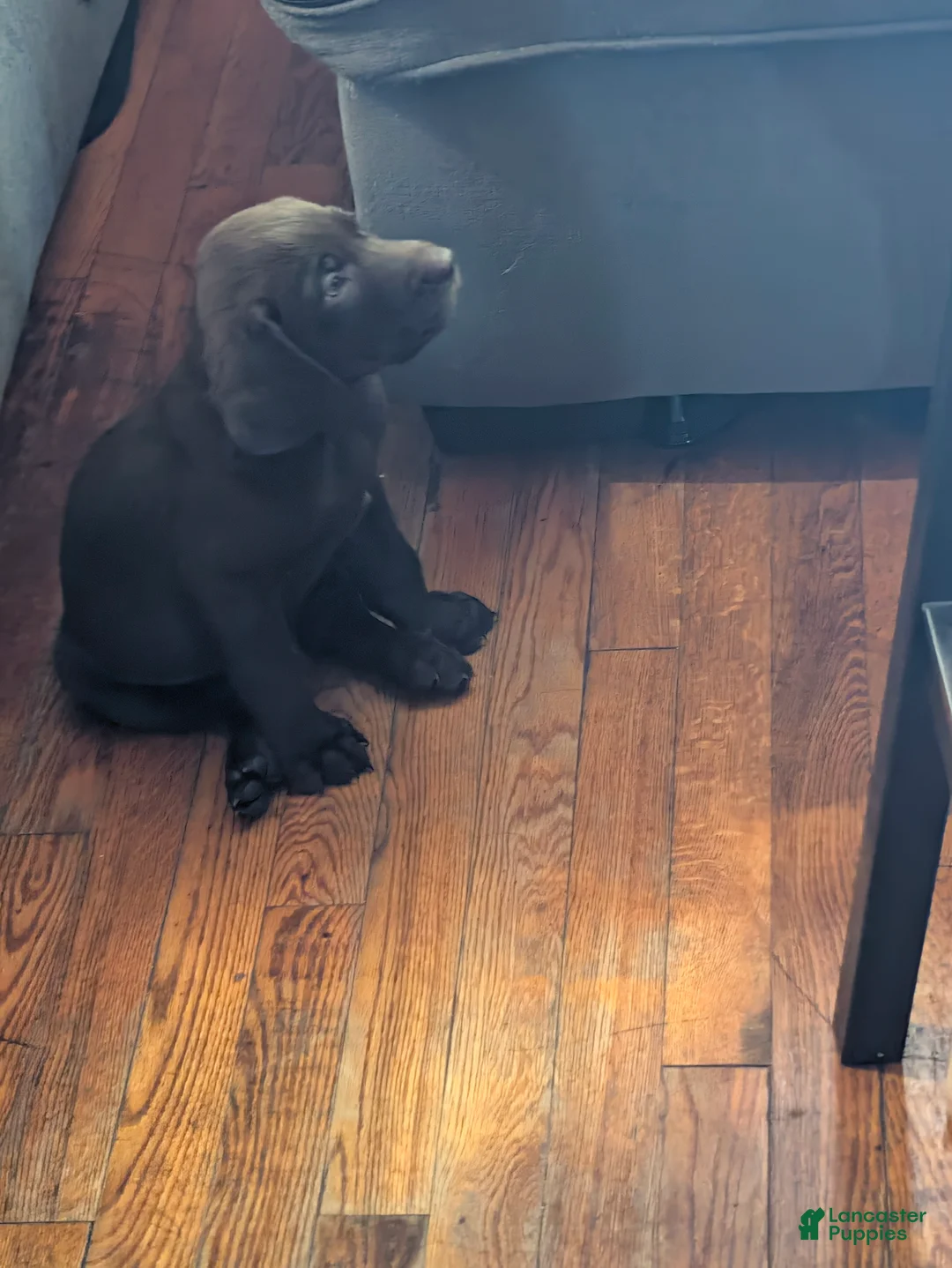 Labrador Retriever dogs for sale: Labrador Retriever 1 - Ad 5