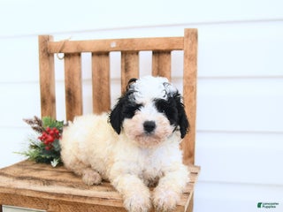 Miniature Poodle dogs Alexis - Ad 25
