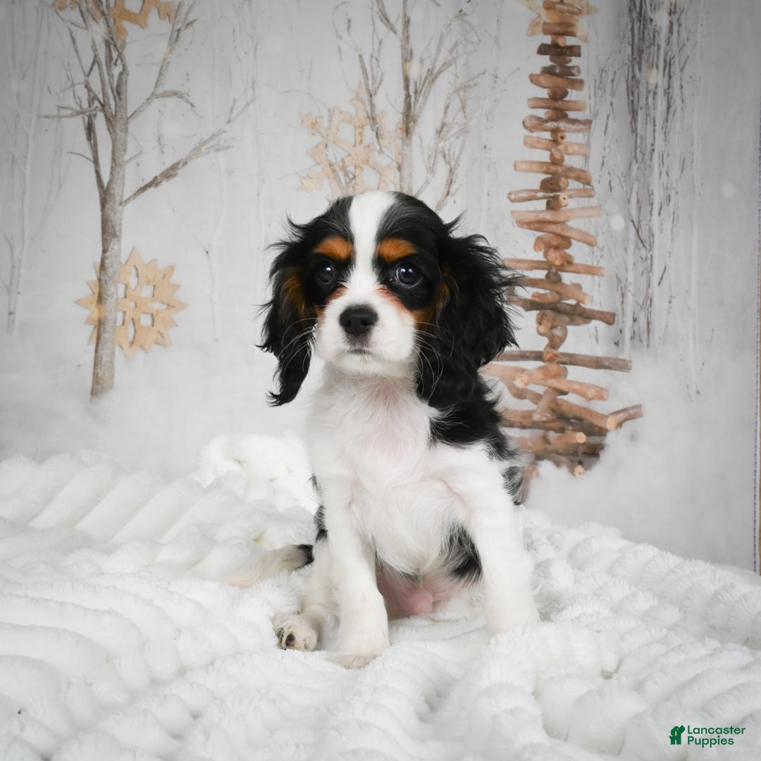 Mixed Breed dogs for sale: Micah - Ad 10