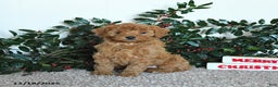 Mini Goldendoodle dogs for sale: Kimber - Ad 4