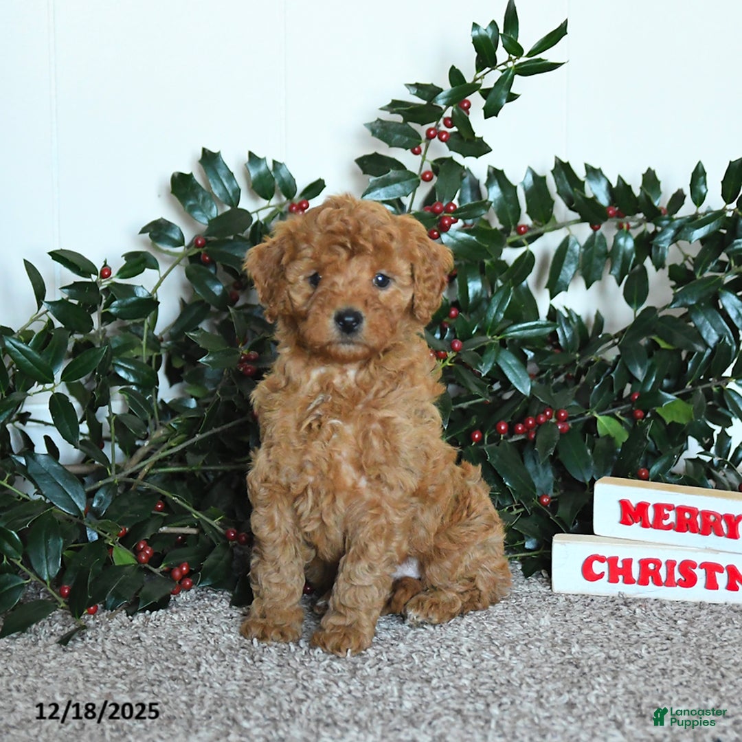 Mini Goldendoodle dogs for sale: Kimber - Ad 4