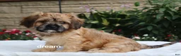 Mixed Breed dogs for sale: Wynn - Ad 3